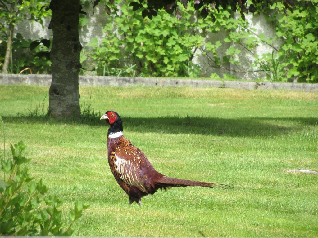 Rossmor Bed & Breakfast Grantown-on-Spey المظهر الخارجي الصورة